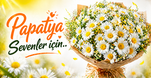 Papatya